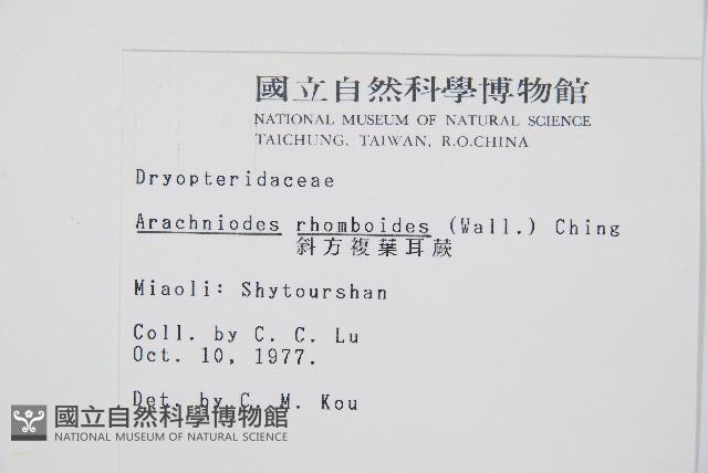 斜方複葉耳蕨藏品圖，第2張