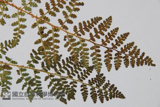 腺鱗毛蕨藏品圖，第3張