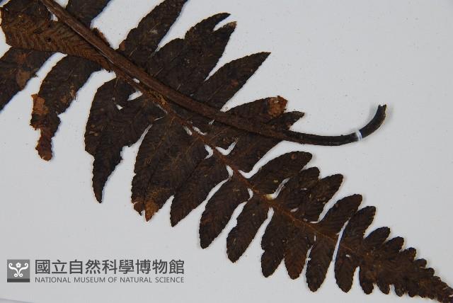 樸氏雙蓋蕨、毛柄蹄蓋蕨藏品圖，第3張