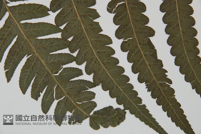 毛柄短腸蕨藏品圖，第3張