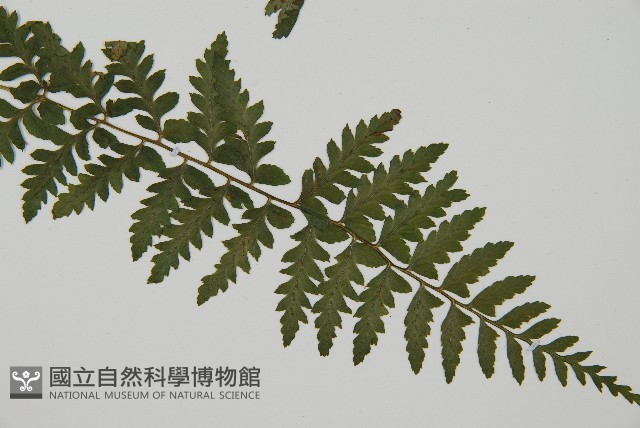 密腺蹄蓋蕨藏品圖，第3張