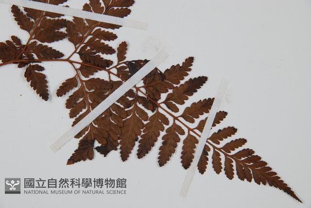 大葉骨碎補、台灣骨碎補、骨碎補藏品圖，第3張