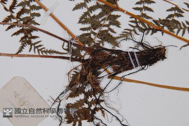 修株蹄蓋蕨藏品圖，第3張