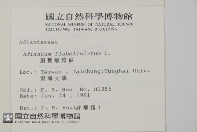 扇葉鐵線蕨藏品圖，第2張