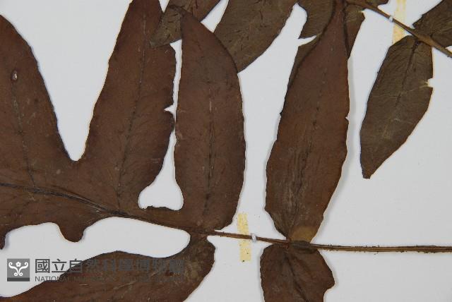 網脈雙蓋蕨藏品圖，第3張