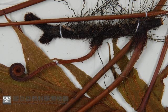 雙扇蕨藏品圖，第3張