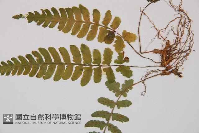 東洋蹄蓋蕨藏品圖，第3張