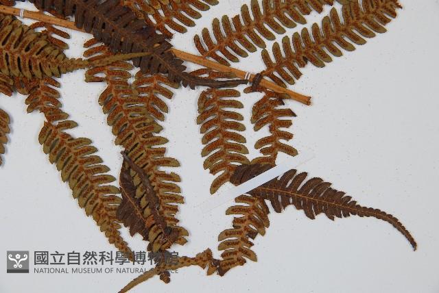 臺灣桫欏藏品圖，第3張