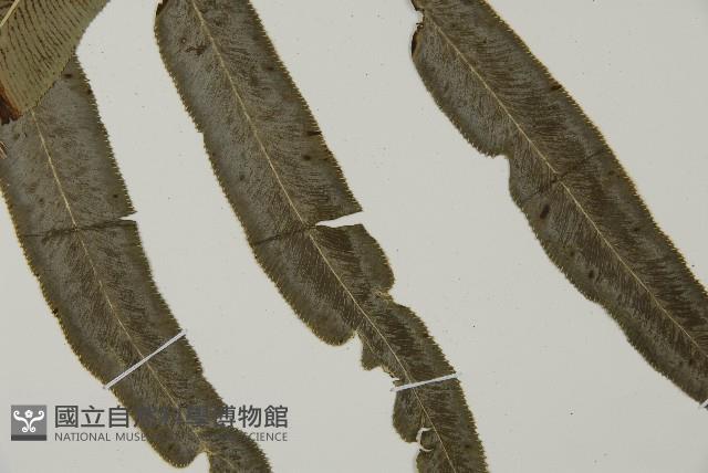 華鳳丫蕨藏品圖，第3張