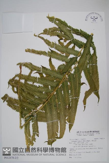 大葉毛蕨藏品圖，第3張