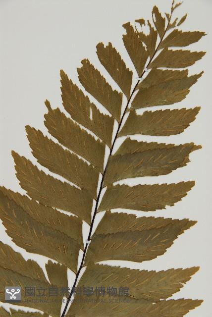 剪葉鐵角蕨藏品圖，第3張