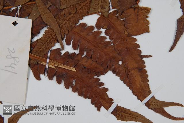 菜蕨藏品圖，第3張