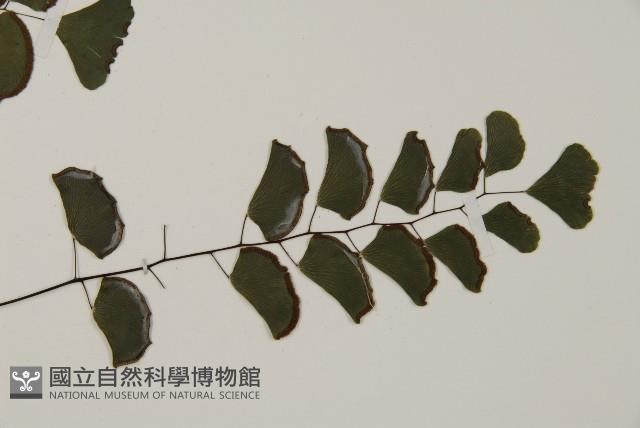 半月形鐵線蕨藏品圖，第3張