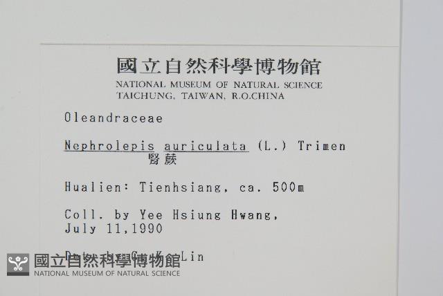 腎蕨藏品圖，第2張