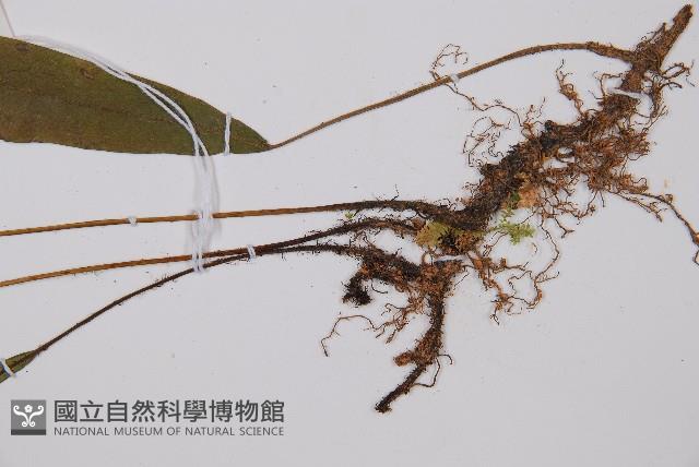 單葉雙蓋蕨藏品圖，第3張