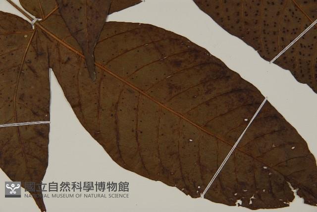 南投三叉蕨藏品圖，第3張