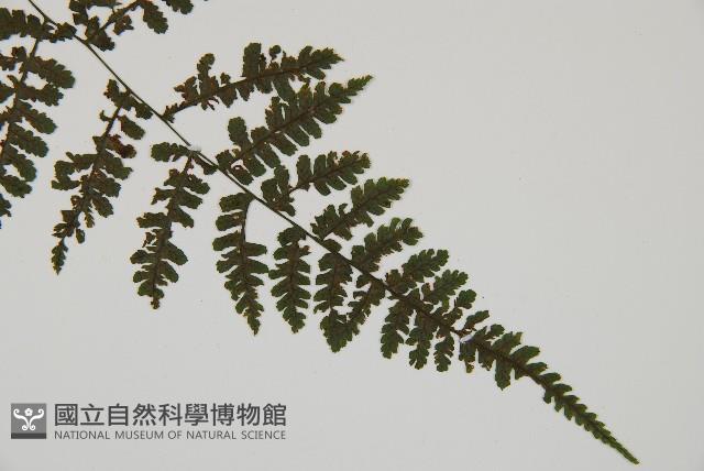 大葉貞蕨藏品圖，第3張