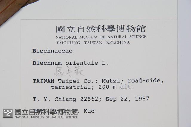 烏毛蕨藏品圖，第2張