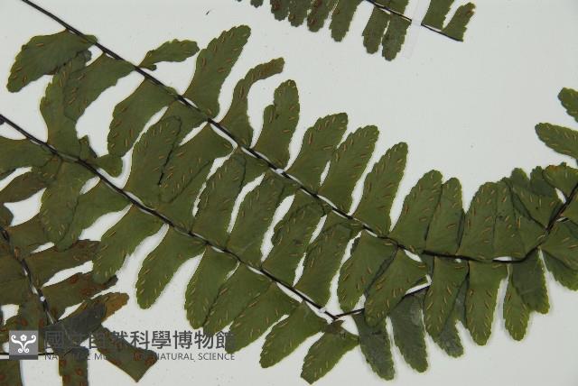 生芽鐵角蕨藏品圖，第3張