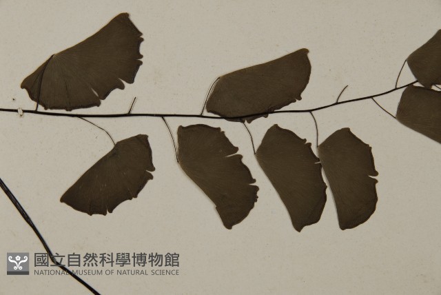 半月形鐵線蕨藏品圖，第3張