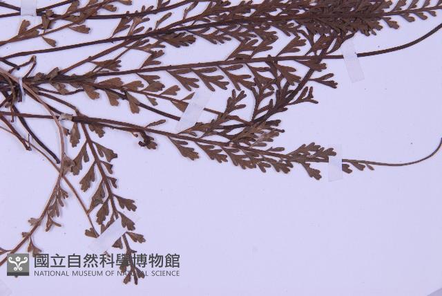 長生鐵角蕨藏品圖，第3張