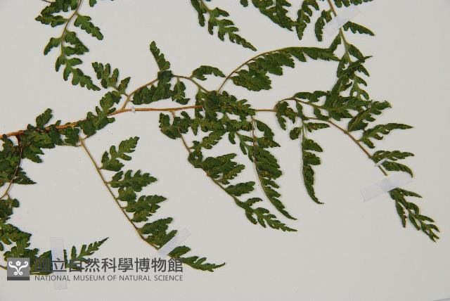 亞德氏蹄蓋蕨、假冷蕨藏品圖，第3張