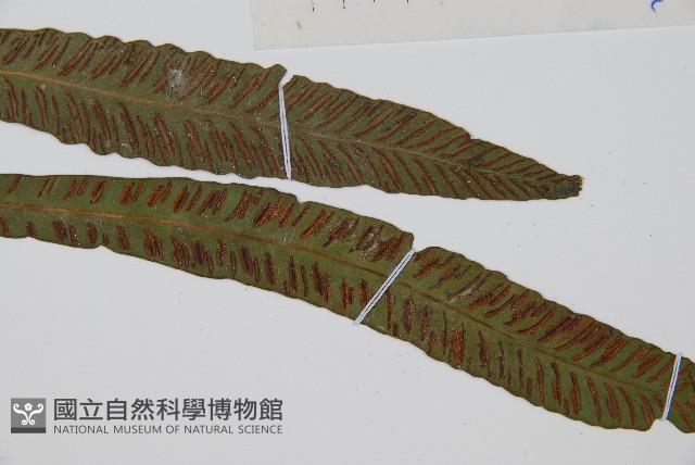 單葉雙蓋蕨藏品圖，第3張