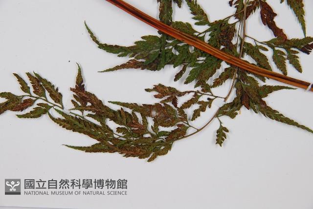 大葉骨碎補藏品圖，第3張