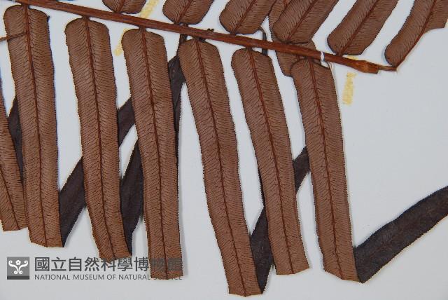 蘇鐵蕨藏品圖，第3張