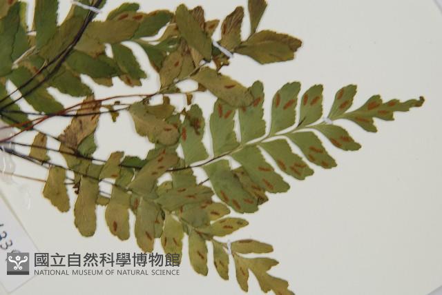 單邊鐵角蕨藏品圖，第3張
