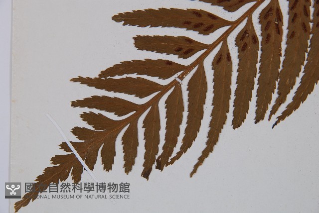 萊氏鐵角蕨藏品圖，第3張