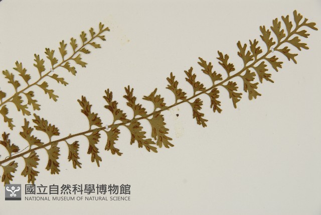 鱗柄鐵角蕨藏品圖，第3張