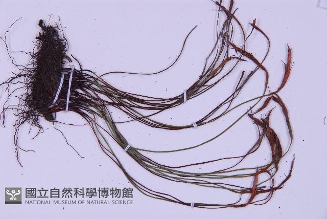 線葉鐵角蕨藏品圖，第3張