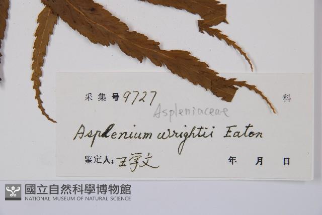 萊氏鐵角蕨藏品圖，第3張