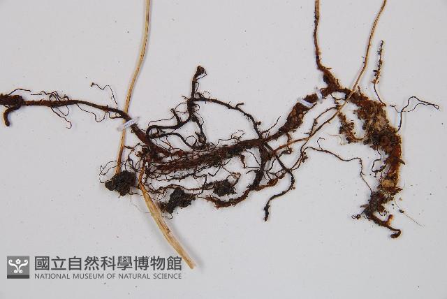 寬葉冷蕨藏品圖，第3張