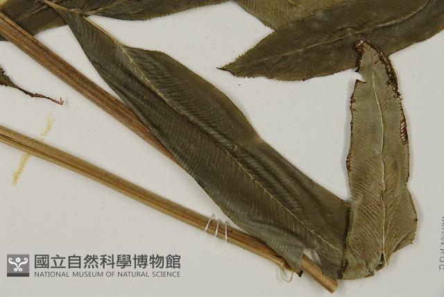 華鳳丫蕨藏品圖，第3張