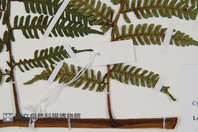 蘭嶼筆筒樹、蘭嶼桫欏藏品圖，第3張