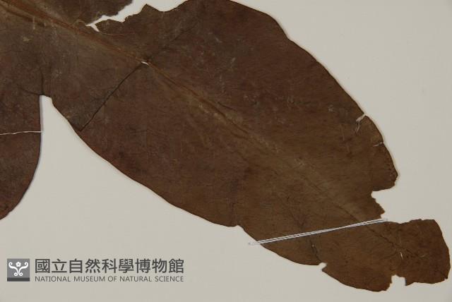 翅柄三叉蕨藏品圖，第3張