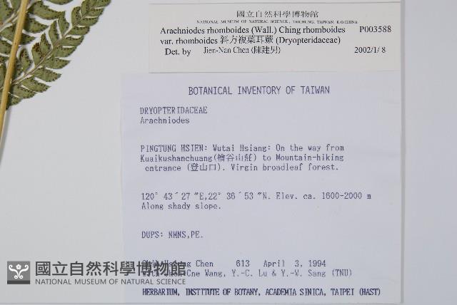 斜方複葉耳蕨藏品圖，第2張