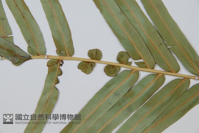 烏毛蕨藏品圖，第3張