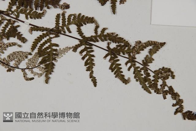 狹蓋粉背蕨藏品圖，第3張