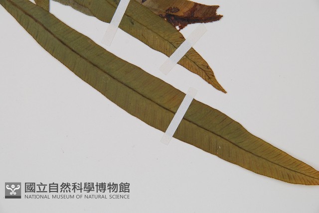 單葉雙蓋蕨藏品圖，第3張