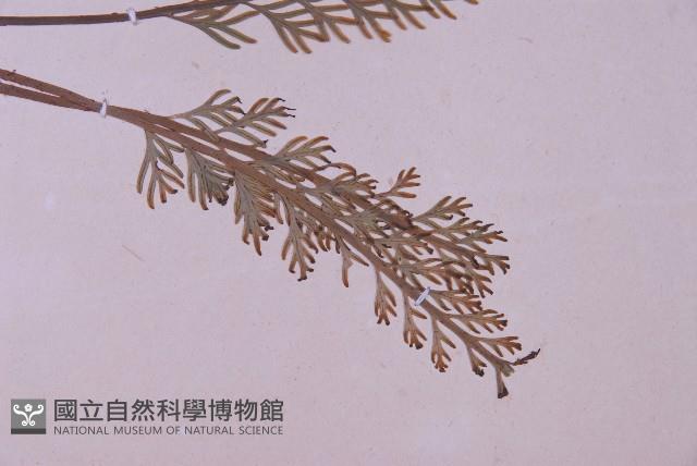 長生鐵角蕨藏品圖，第3張