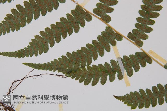 毛軸假蹄蓋蕨藏品圖，第3張