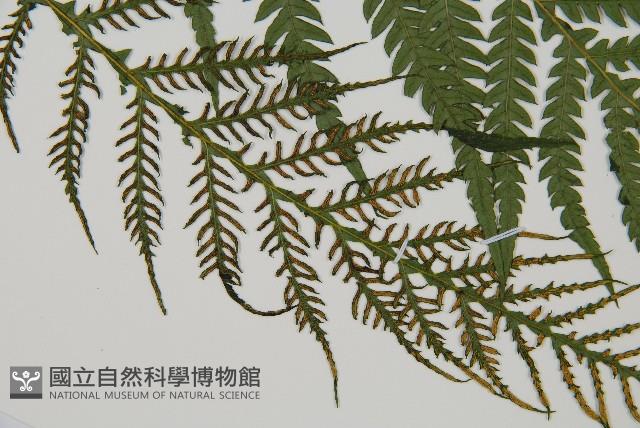 假桫欏藏品圖，第3張