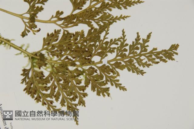 骨碎補鐵角蕨藏品圖，第3張