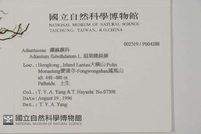 扇葉鐵線蕨藏品圖，第2張