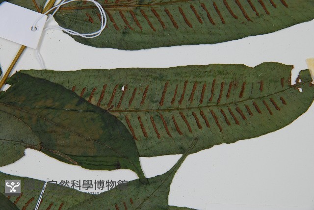 腸蕨藏品圖，第3張