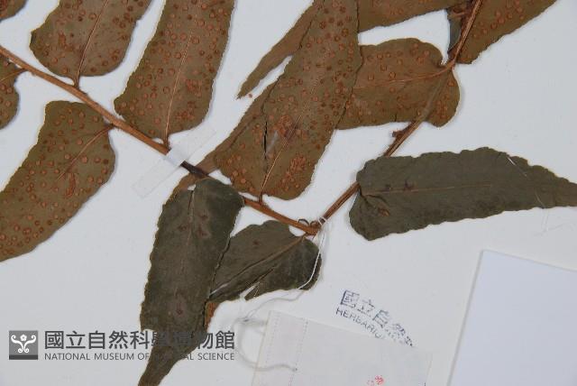 Accession Number:P003923 Collection Image, Figure 3, Total 5 Figures