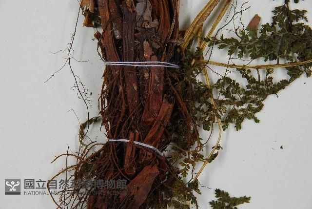 稀子蕨藏品圖，第3張